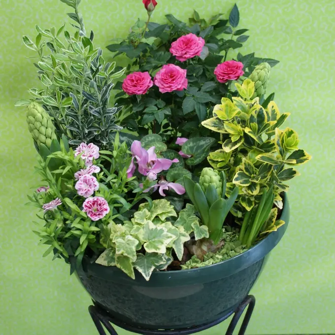 Coupe de plantes avec roses miniatures et lierre