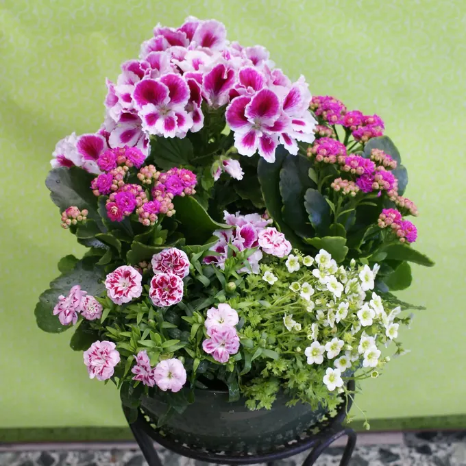 Coupe de plantes fleuries roses et blanches