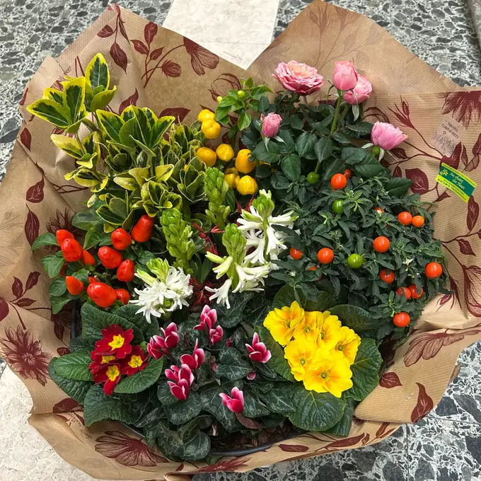 Coupe de plantes fleuries emballée